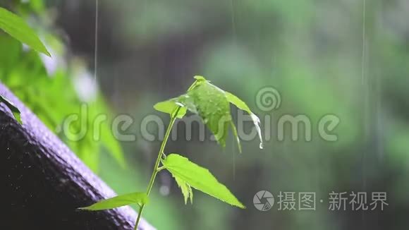 生命之树概念小树从一棵大树上长大。 在雨和阳光下