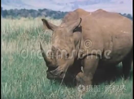 非洲动物的蒙太奇视频