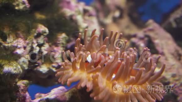 海葵中的小丑鱼股票录像视频