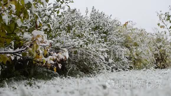 深北极圈秋红醋栗灌木新雪视频