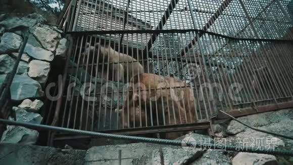 棕色熊在笼子里