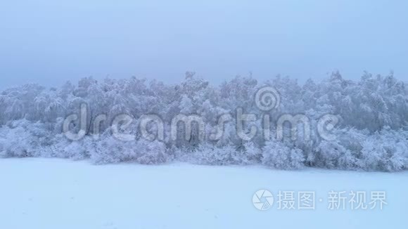 郁郁葱葱的冬季森林视频