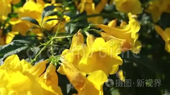 花园里的黄花