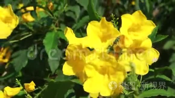 花园里的黄花视频