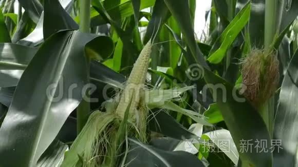 玉米的种植