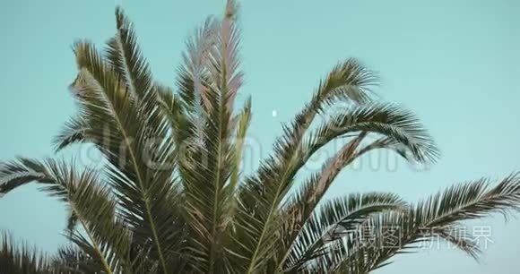 棕榈树顶天立地视频