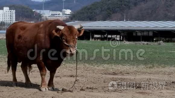 公牛嚼着它的肉视频