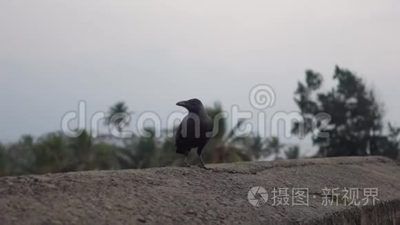 乌鸦走在路边