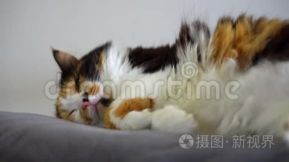 美丽的睡猫躺在地上视频