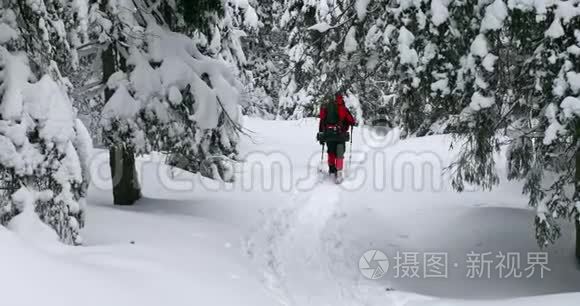 一位游客在雪树间散步视频