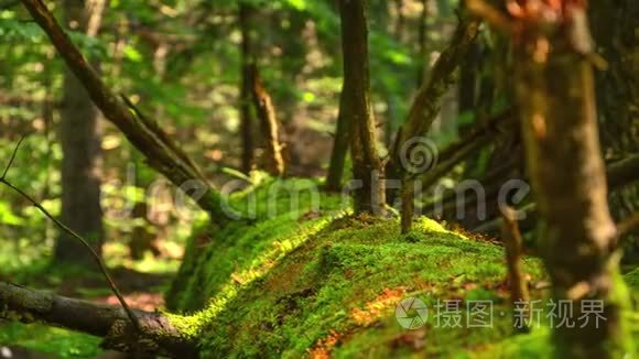 枯树上的苔藓