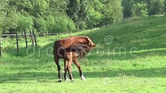 马在草地上自由奔跑，慢动作