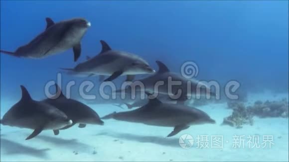 海豚和同伴玩耍视频