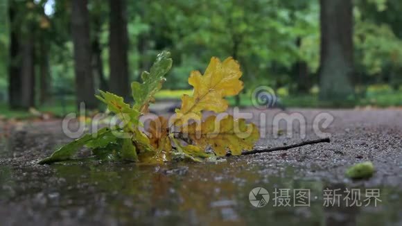 雨中的落叶视频