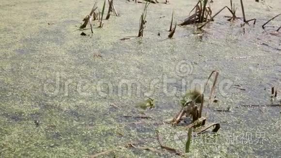 两只青蛙在沼泽里呱呱叫视频