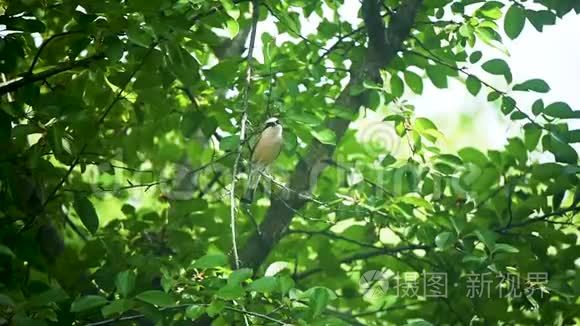 鸟坐在树枝上