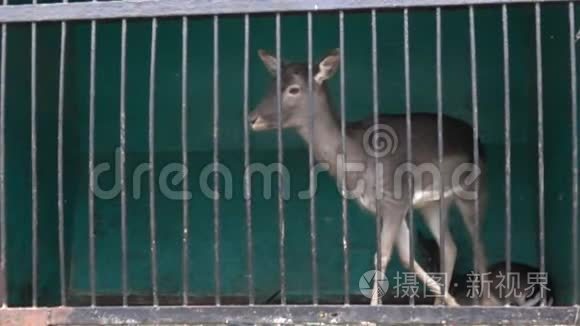 鹿在笼子里视频