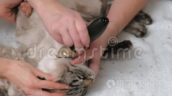 猫毛护理。 宠物护理