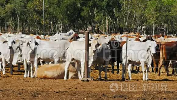 把婆罗门牛肉放在牛场视频