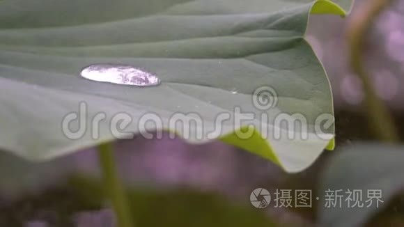 雨中的荷叶视频