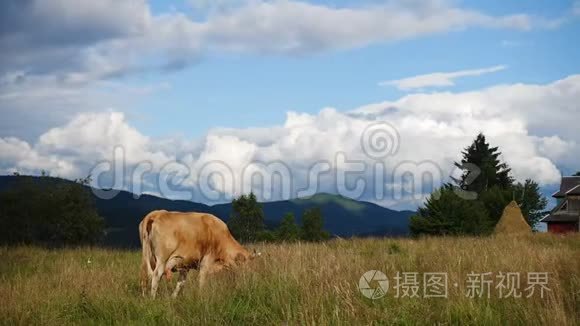 牛在山上的牧场上视频