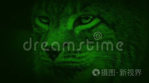 夜视猞猁野猫视频