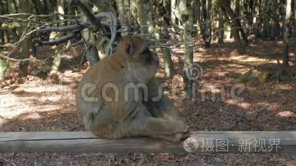 猴子在森林里看