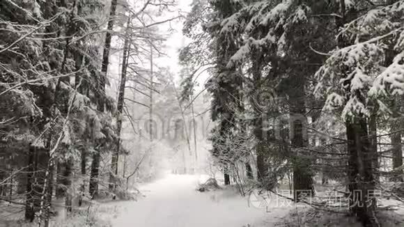 森林里毛茸茸的雪视频