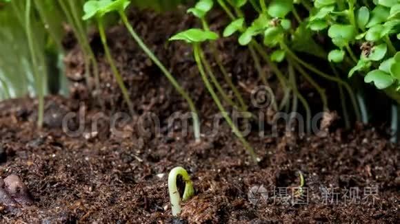 生长是植物的时间流逝视频