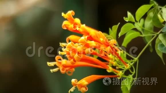 橙色喇叭花