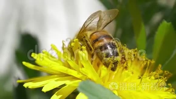 白色花朵上的蜜蜂视频