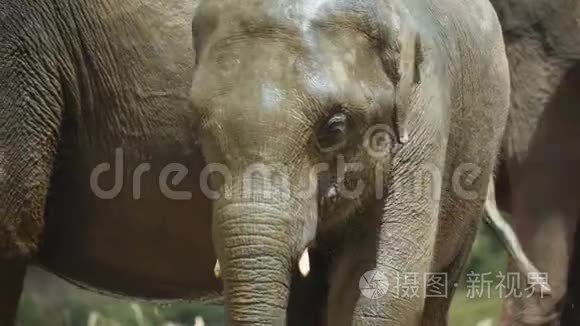 斯里兰卡的一头小象