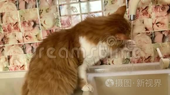 猫从水龙头里喝水视频