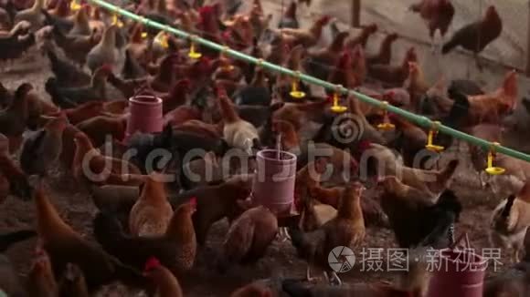 家禽养鸡场视频