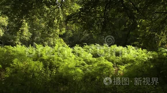 厚厚的草刷视频