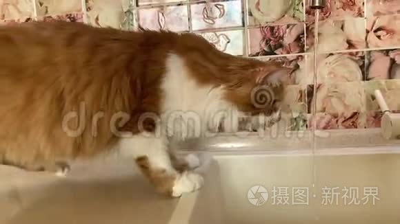 猫从水龙头里喝水视频