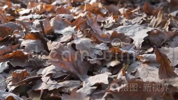 棕色干燥的秋叶视频