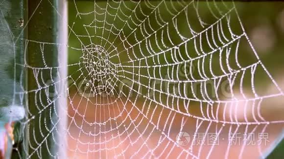 蜘蛛网和露珠视频