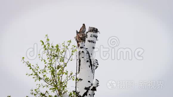 树丛坐在桦树上