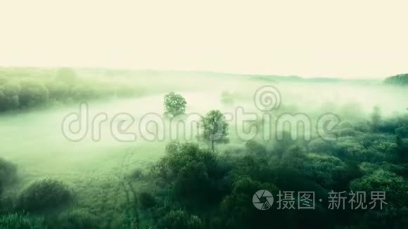 薄雾中的树木视频