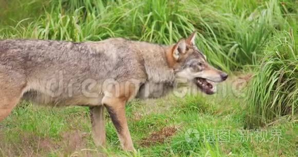 狼在森林里吃肉视频