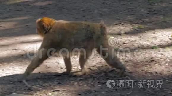 猴子在森林里散步