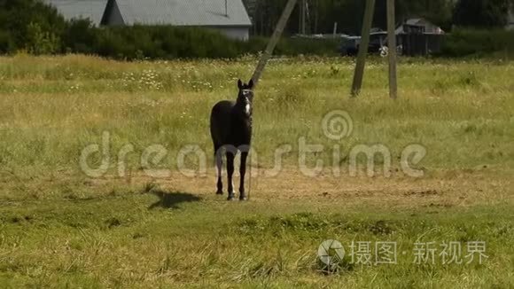 全国黑驹视频