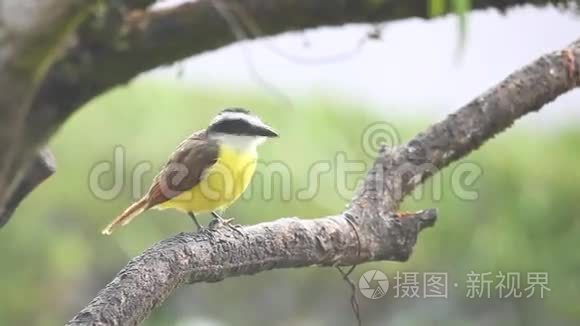 巴拿马雨中的大基斯卡德