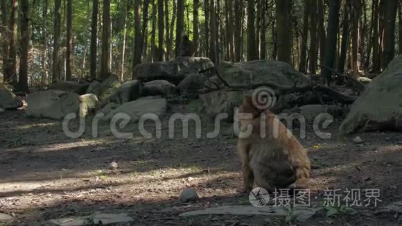 有猴子的森林