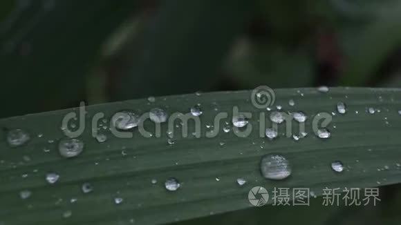 一滴露水视频