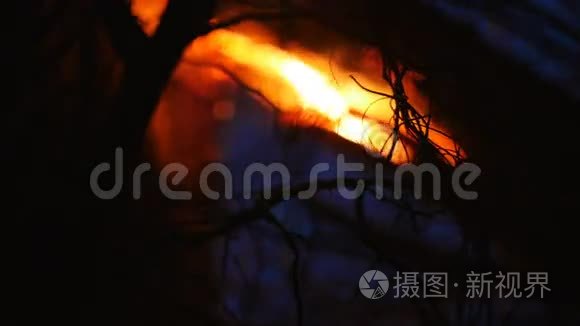 森林里的枯树在夜里燃烧视频