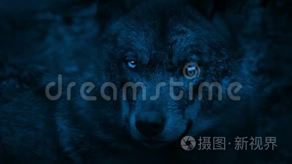 狼在黑暗中用明亮的眼睛环顾四周短视频