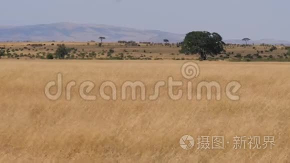 黄色高干草干季节非洲草原景观视频