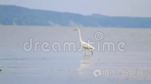 白鹭在大河中徘徊视频